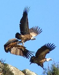 Griffon Vultures taking flight  - Gyps fulvus © John Muddeman